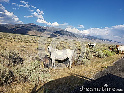 Desert horses mountains and cloudy sky Stock Photo