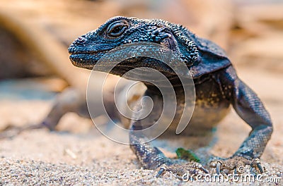 Desert Iguana Closeup Stock Photo