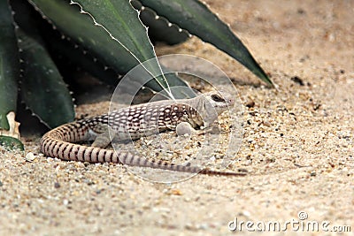 Desert iguana Stock Photo