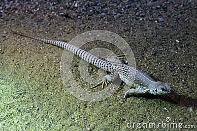Desert iguana (Dipsosaurus dorsalis). Stock Photo