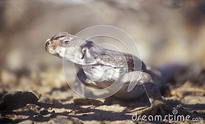 Desert Iguana Lizard Southwest US Stock Photo