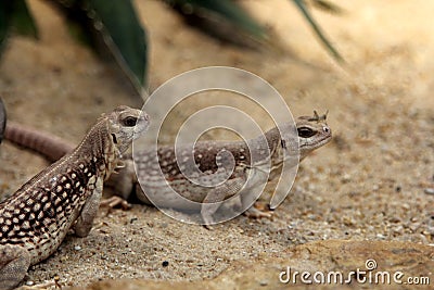 Desert iguanas Stock Photo