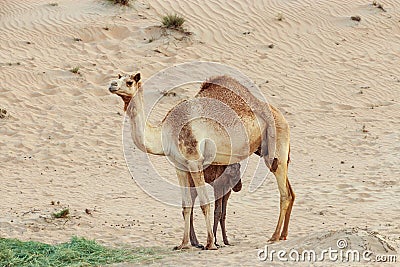 Desert landscape with Baby camel calf feeding on mother camel. Travel safari background. Stock Photo