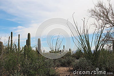 Desert landscape with cholla, ocotillo, and saguaro cacti, plus creosote bushes and a Palo Verde Tree Stock Photo
