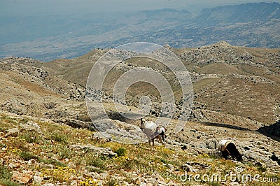 Desert landscape with horses in Northern Kurdistan Stock Photo