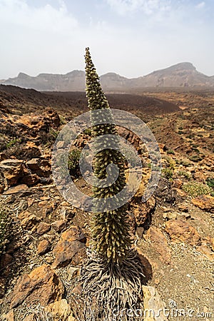 Desert landscape from Las Canadas caldera of Teide volcano. Stock Photo