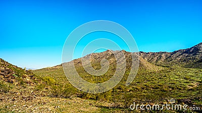 Desert landscape with Saguaro Cacti along the National Trail near the San Juan Trail Head in the mountains of South Mountain Park Stock Photo