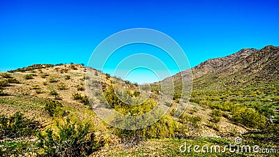 Desert landscape with Saguaro Cacti along the National Trail near the San Juan Trail Head in the mountains of South Mountain Park Stock Photo