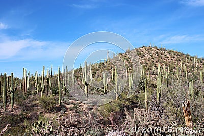 Desert landscape with Saguaro, Cholla and Prickly Pear cacti, Palo Verde trees, Ocotillo, and scrub brush in Saguaro National Park Stock Photo