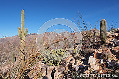 Desert landscape of Saguaro National Park, Arizona. Stock Photo