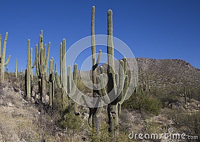 Saguaros in the canyons of Southwest Arizona Desert Stock Photo