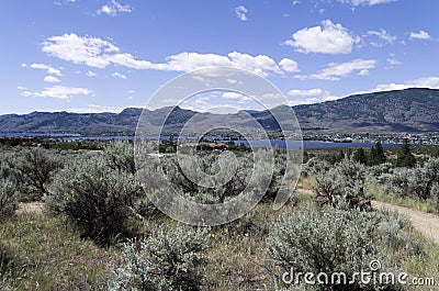 Sonoran Desert Landscape 28 Stock Photo