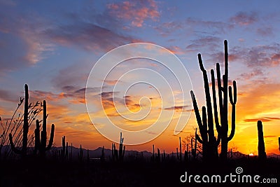 Desert landscape at Sunset, Saguaro National Park Stock Photo