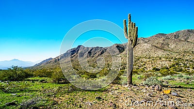 Desert Landscape with tall Saguaro Cactus along the Bajada Hiking Trail in the mountains of South Mountain Park Stock Photo