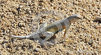 Desert Lizard Stock Photo