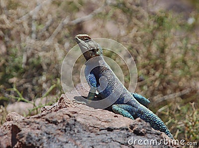 Desert Lizard Stock Photo
