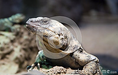 Desert lizard Stock Photo