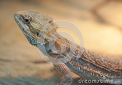 Desert lizard Stock Photo