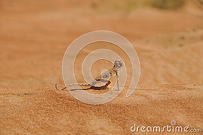 Desert Lizard looking towards the future Stock Photo