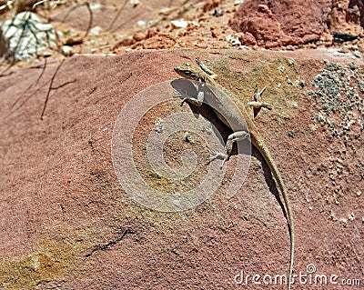 Desert lizard on red sandstone. Stock Photo