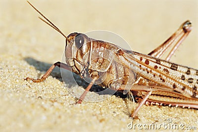 Desert Locust Stock Photo