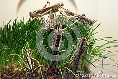 Desert locust Stock Photo