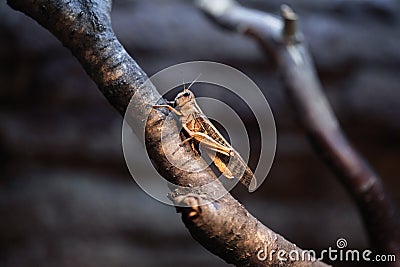 Desert locust (Schistocerca gregaria). Stock Photo