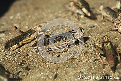 Desert locust (Schistocerca gregaria). Stock Photo