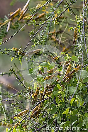 Desert Locusts eating lush new vegetation after drought breaking rains. It`s a swarming short-horned grasshopper, Schistocerca Stock Photo