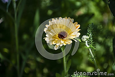 Desert Marigold of Arizona. A macro photo of a yellow wildflower called a Desert Marigold. It is related to the Marigold grown in Stock Photo