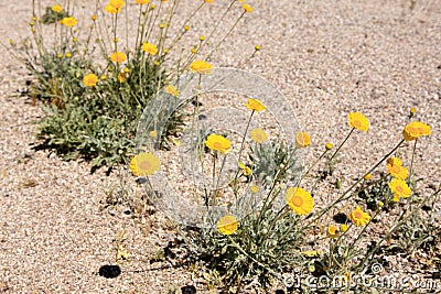 Desert Marigold - Baileya Muliradiata. Stock Photo