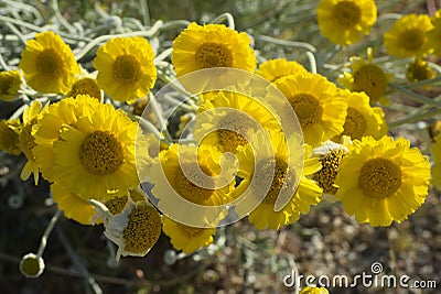 Desert Marigold Stock Photo