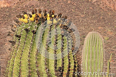 Desert Mexican Landscapes Stock Photo