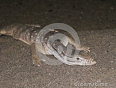 A Desert Monitor Lizard in the Sand Stock Photo