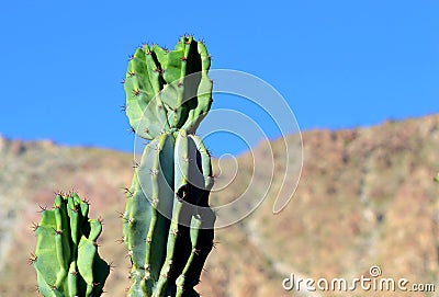 Desert Mountain Cactus Stock Photo