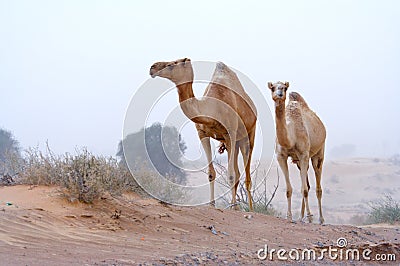 Desert nomads Stock Photo