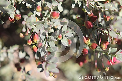 penstemon parryi pink 6570 Stock Photo