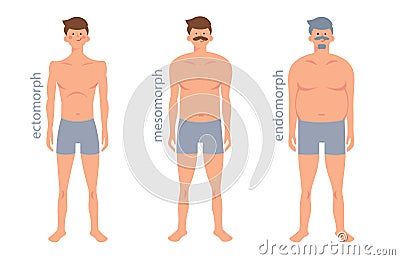 Somatic types, shapes of human body: ectomorph, mesomorph, endomorph. Vector illustration Vector Illustration