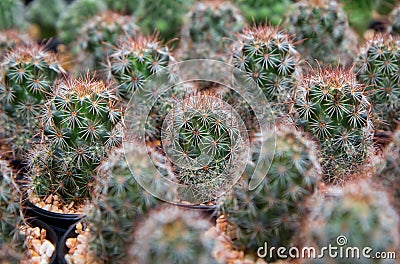 Desert plant `Mammillaria beneckei` is grown in pots in the nursery Stock Photo