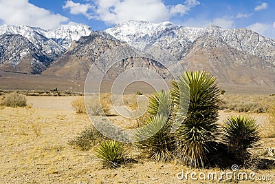 Desert Plant with mountains Stock Photo