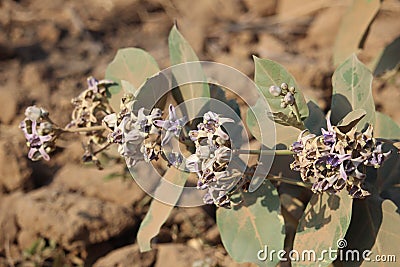 Desert Plants in Desert Environtment Stock Photo