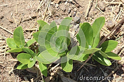 Desert Plants in Desert Environtment Stock Photo