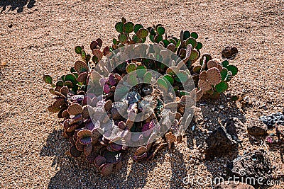 Desert plants in the garden of the Mission Xavier del Bac,Tucson, Arizona,USA Stock Photo