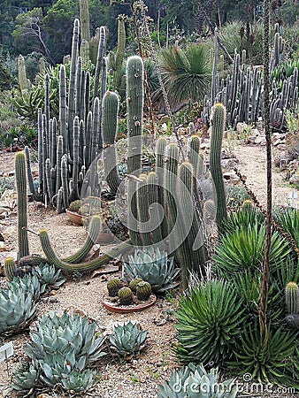 Desert plants in a non-desert place Stock Photo