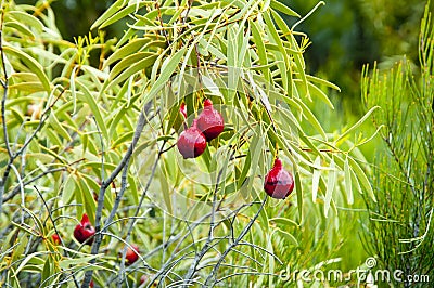 Desert Quandong Plant Stock Photo