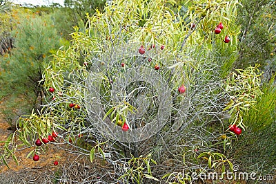 Desert Quandong Plant Stock Photo