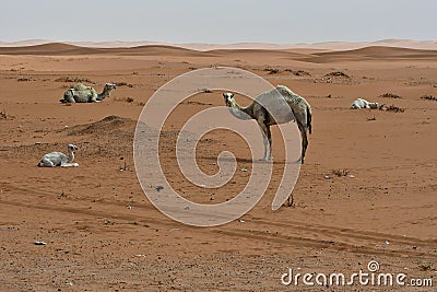 Desert sand and Free Camels, in the heart of Saudi Arabia on the way to Riyadh Stock Photo