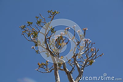 Desert Rose (adenium obesum) blossoms Stock Photo