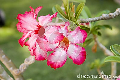 Desert Rose flower Stock Photo