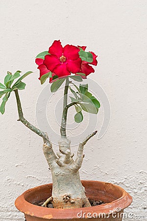 Desert Rose is a flower. flower Red Adenium with jardiniere Stock Photo